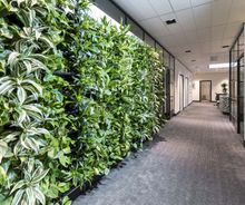 groen plantenwand kantoor interieur